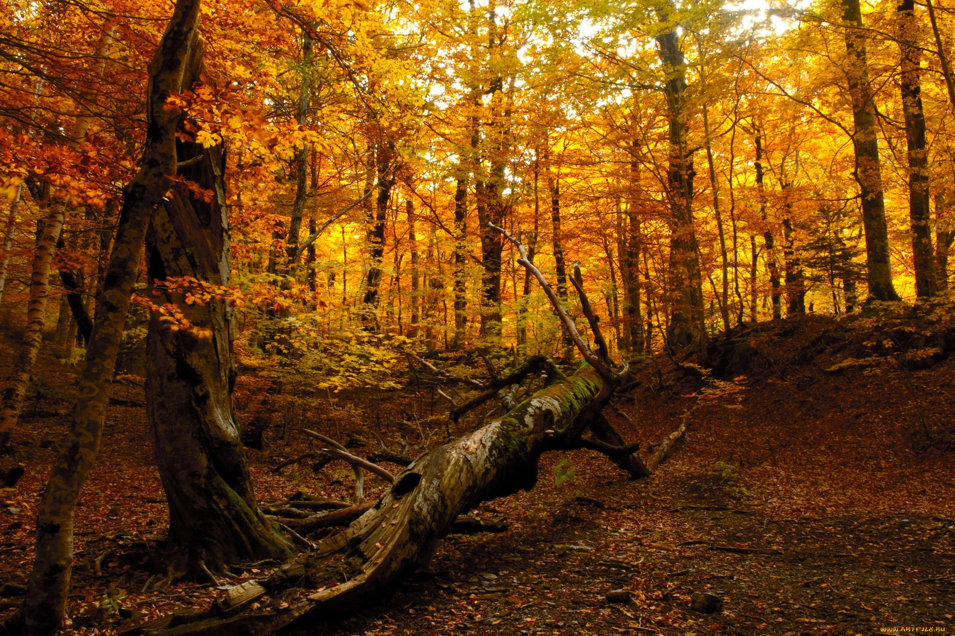 Виды осеннего леса. Шишкин осенний лес. Осень в лесу. Лес осенью. Осеннее дерево.